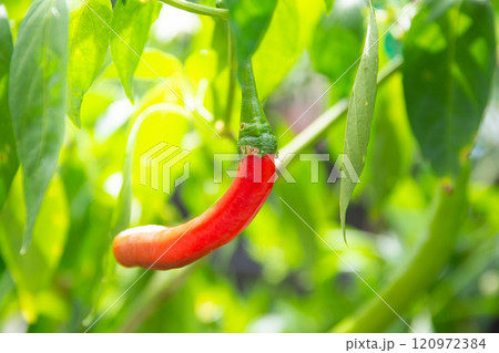 Red chili pepper growing in the garden Red chili pepper growing in the garden 120972384