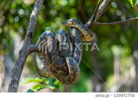 Coiled Snake on Tree Branch in Andasibe Reserve, Madagascar. 120972758