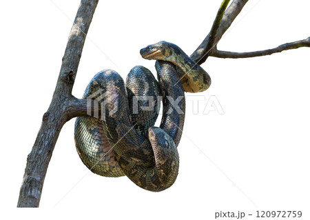 Coiled Snake on Tree Branch in Andasibe Reserve, Madagascar. isolated image. 120972759