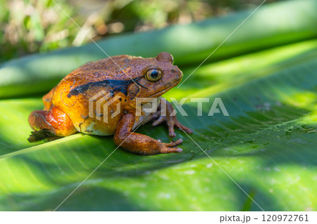 Tomato Frog(Dyscophus antongilii) on Leaf in Andasibe Reserve, Madagascar. Tomato Frog(Dyscophus antongilii) on Leaf in Andasibe Reserve, Madagascar. 120972761
