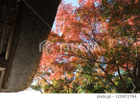 長寿寺 山門の紅葉（神奈川県鎌倉市山ノ内） 120972764