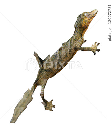 Nature's Master of Disguise: A Leaf-tailed Gecko. Madagascar. isolated image. Nature's Master of Disguise: A Leaf-tailed Gecko. Madagascar. isolated image. 120972781