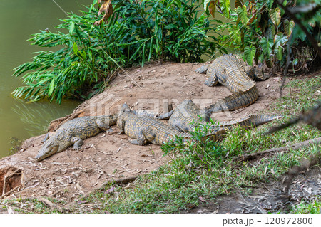 Group of Crocodiles Sunbathing on the Riverbank in Andasibe Reserve, Madagascar. Group of Crocodiles Sunbathing on the Riverbank in Andasibe Reserve, Madagascar. 120972800