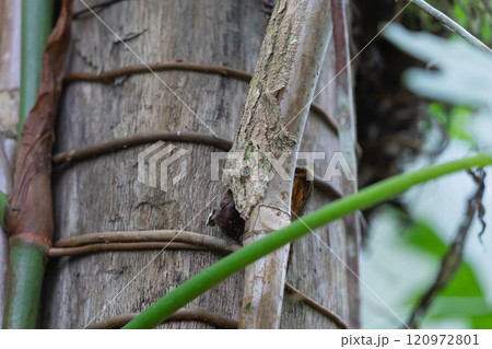Camouflaged Marvel: A Leaf-tailed Gecko Perfectly Blends into Its Surroundings. 120972801