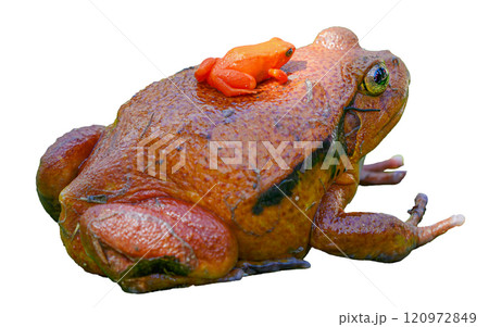 Tomato Frog Carrying Golden Mantella Frog, Madagascar. isolated image. Tomato Frog Carrying Golden Mantella Frog, Madagascar. isolated image. 120972849