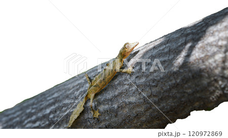 Leaf-tailed Gecko: Close-up of a Perfectly Camouflaged Reptile. isolated image. Leaf-tailed Gecko: Close-up of a Perfectly Camouflaged Reptile. isolated image. 120972869