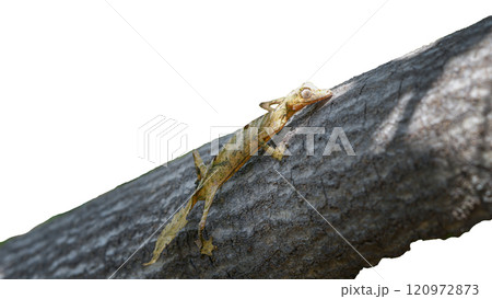 Leaf-tailed Gecko: Close-up of a Perfectly Camouflaged Reptile. isolated image. 120972873
