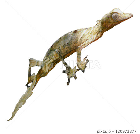 Leaf-tailed Gecko: Close-up of a Perfectly Camouflaged Reptile. isolated image. Leaf-tailed Gecko: Close-up of a Perfectly Camouflaged Reptile. isolated image. 120972877