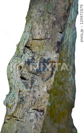Leaf-tailed Gecko: Close-up of a Perfectly Camouflaged Reptile. isolated image. 120972879