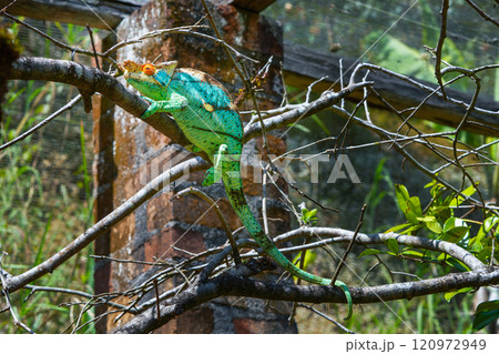 Parson's Chameleon Climbing on Branch in Madagascar Reserve. 120972949