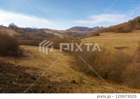 carpathian mountain landscape in early spring. natural green environment. cloudy weather. forest on the hills with yellow grass. peaceful silence in march 120973020