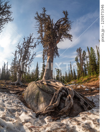 Cedar tree powerful roots encircled a granite boulder. Cedar tree powerful roots encircled a granite boulder. 120973346