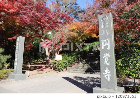 紅葉に彩られた円覚寺(神奈川県鎌倉市山ノ内) 紅葉に彩られた円覚寺(神奈川県鎌倉市山ノ内) 120973353
