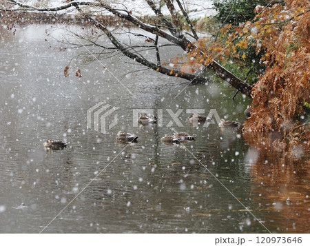 初雪の日の公園 初雪の日の公園 120973646