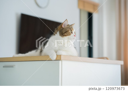 pet care concept with scottish  cat relax on table  in living room 120973673