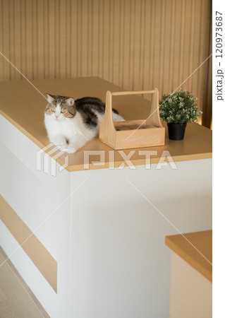 pet care concept with scottish cat relax on table in living room pet care concept with scottish cat relax on table in living room 120973687
