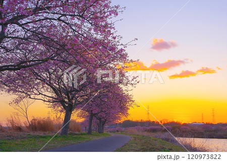 春の日暮れを背景にした八千代市新川沿いに咲く満開の河津桜並木の風景　Ver3 120973822