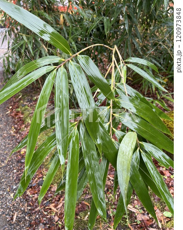 雨に濡れた笹の葉 120973848