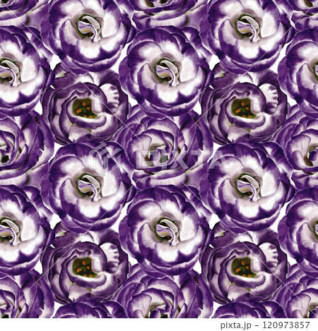 Seamless pattern with Eustoma flowers. Lisianthus flower or bellflower. White and purple. No background. Watercolor illustration.  120973857