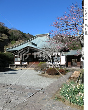紅梅や水仙が咲く鎌倉市の海蔵寺（本堂） 120974107