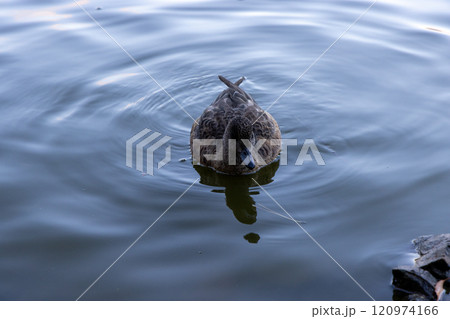 人懐っこい鴨 120974166