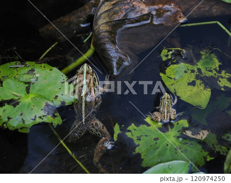 水面に顔を出す大小二匹のトノサマガエル 120974250