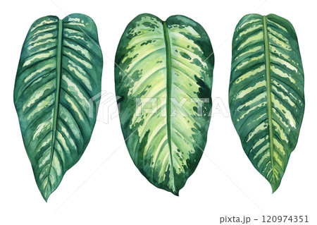 lush green dieffenbachia leaves painted in watercolor, tropical foliage illustration isolated on white, lush green plant lush green dieffenbachia leaves painted in watercolor, tropical foliage illustration isolated on white, lush green plant 120974351