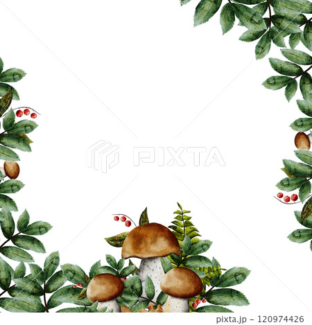 Watercolor square frame with mushrooms, green leaves and rowan berries. Boletus, ferns. Illustration with place for text. Isolated on a white background. For cards, invitations, wedding designs Watercolor square frame with mushrooms, green leaves and rowan berries. Boletus, ferns. Illustration with place for text. Isolated on a white background. For cards, invitations, wedding designs 120974426