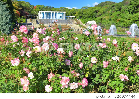 【兵庫県】バラが満開の須磨離宮公園(噴水広場) 【兵庫県】バラが満開の須磨離宮公園(噴水広場) 120974444