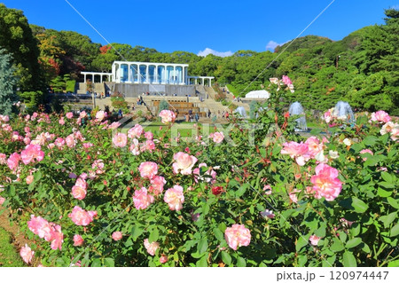 【兵庫県】バラが満開の須磨離宮公園（噴水広場） 120974447