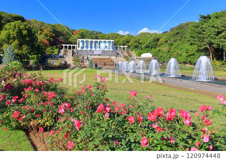【兵庫県】バラが満開の須磨離宮公園(噴水広場) 【兵庫県】バラが満開の須磨離宮公園(噴水広場) 120974448