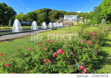 【兵庫県】バラが満開の須磨離宮公園（噴水広場） 120974458