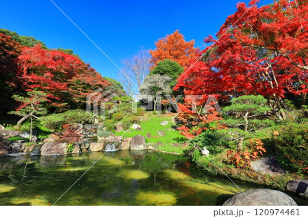 【兵庫県】快晴の須磨離宮公園の植物園の紅葉（みどり滝） 120974461