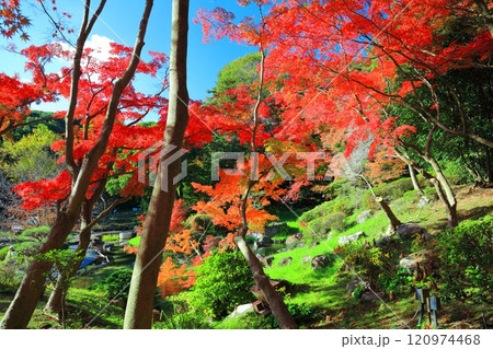 【兵庫県】快晴の須磨離宮公園の植物園の紅葉（みどり滝） 120974468
