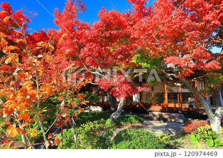 【兵庫県】快晴の須磨離宮公園の植物園の紅葉 120974469