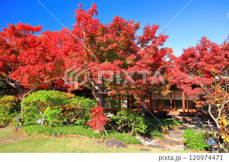 【兵庫県】快晴の須磨離宮公園の植物園の紅葉 120974471