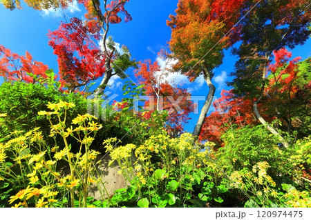 【兵庫県】快晴の須磨離宮公園の植物園の紅葉（もみじ滝） 120974475