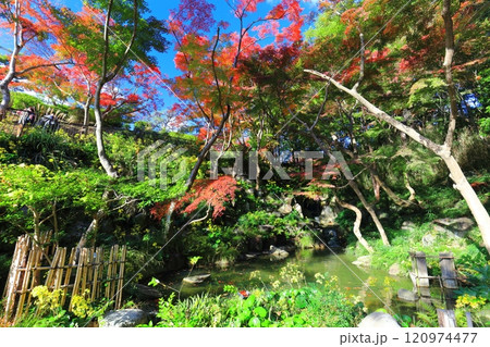 【兵庫県】快晴の須磨離宮公園の植物園の紅葉（もみじ滝） 120974477