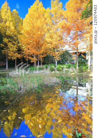 【兵庫県】シンメトリーな須磨離宮公園の植物園のメタセコイアの黄葉（新池） 120974483