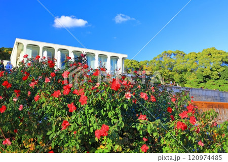 【兵庫県】バラが満開の須磨離宮公園(ポセイドン広場) 【兵庫県】バラが満開の須磨離宮公園(ポセイドン広場) 120974485