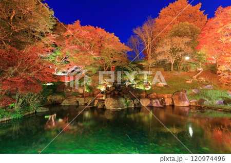 【兵庫県】須磨離宮公園の植物園の紅葉ライトアップ(みどり滝) 【兵庫県】須磨離宮公園の植物園の紅葉ライトアップ(みどり滝) 120974496