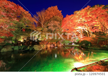 【兵庫県】須磨離宮公園の植物園の紅葉ライトアップ(みどり滝) 【兵庫県】須磨離宮公園の植物園の紅葉ライトアップ(みどり滝) 120974501