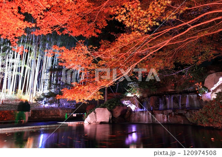 【兵庫県】須磨離宮公園の植物園の紅葉ライトアップ(三段滝) 【兵庫県】須磨離宮公園の植物園の紅葉ライトアップ(三段滝) 120974508