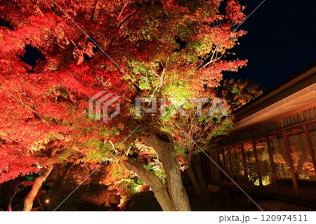 【兵庫県】須磨離宮公園の植物園の紅葉ライトアップ 120974511
