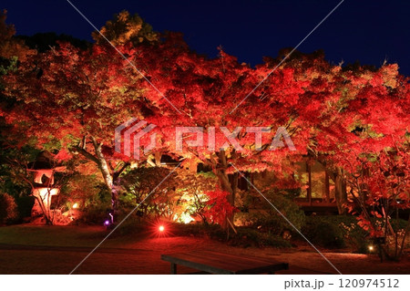 【兵庫県】須磨離宮公園の植物園の紅葉ライトアップ 120974512