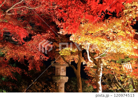 【兵庫県】須磨離宮公園の植物園の紅葉ライトアップ 120974513