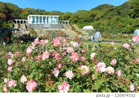 【兵庫県】バラが満開の須磨離宮公園（ポセイドン広場） 120974532