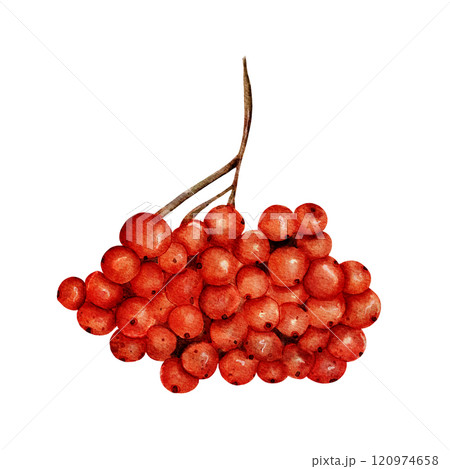 Rowan. Watercolor sprig and bouquet of red rowan berries on a white background isolated. Hand drawn tree element in realistic style. For printing on fabrics, cards, invitations and various designs. 120974658