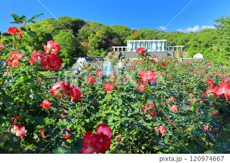 【兵庫県】バラが満開の須磨離宮公園(噴水広場) 【兵庫県】バラが満開の須磨離宮公園(噴水広場) 120974667
