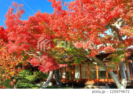 【兵庫県】快晴の須磨離宮公園の植物園の紅葉 【兵庫県】快晴の須磨離宮公園の植物園の紅葉 120974672
